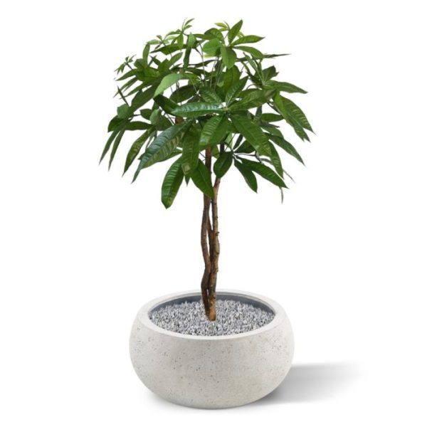 Kunst-Pachira-bal-op-stam-75-cm-8 Kunst Pachira bal op stam 75 cm 8