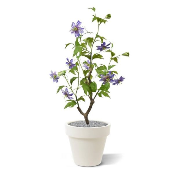 Kunstplanten kantoor of horeca! Deze natuurlijke ogende kunstplant Passiebloem in pot is opgebouwd uit een houtlook stam van waaruit de flexibel te buigen volkunststof takken met hun kunstzijden bladeren en bloemen groeien. Dankzij deze flexibele constructie kunt u de kunstpassiebloem met zijn karakteristiek kronkelende uitlopers geheel naar wens vormgeven. Deze kunstplant passiflora wordt standaard geleverd in een plastic binnenpot