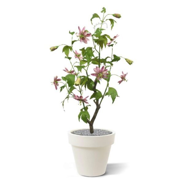 Kunstplanten deze roze gekleurde kunstplant Passiebloem (passiflora) in pot. Waar laat u deze verleider de sfeer in uw huis