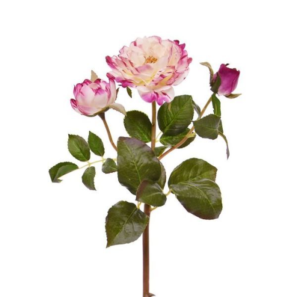 de tweede bloem is iets kleiner (6 cm) en de derde bloemknop is nog gesloten. De totale lengte van de roos is circa 55 cm en de rozentak is verkrijgbaar in het fuchsia