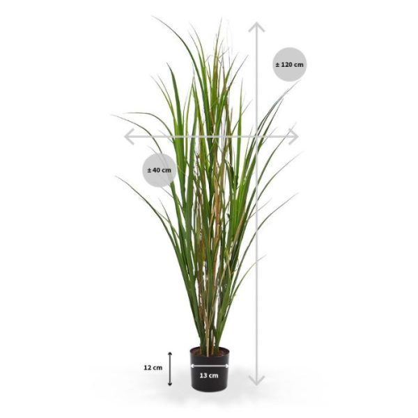 Kunstrietgras deluxe 120 cm groen Wat een vrolijke aanwinst voor uw interieur is deze groene kunst Rietgras Deluxe 120 cm in pot. Met dat wuivende riet (Miscanthus) dat frisgroene en stroachtige halmen met elkaar afwisselt in een bonte mengeling haalt u beslist een karakteristieke blikvanger in huis. Hoe gaat u dit flexibel te buigen kunst siergras verwerken? Dit speelse en speciaal door ons ontworpen rietgras vormt een prachtige aanvulling op ons reeds bestaande assortiment kunstgrassen. Deze kunstplant van rietgras heeft velerlei scheuten en daardoor een heel goedgevulde en natuurlijke uitstraling! Ideaal voor een solo optreden in een schitterende pot of met meerderen tegelijk als sfeervolle afscheiding. De hoogte van de kunstplant bedraagt ongeveer 120 cm en de breedte ongeveer 60 cm en wordt geleverd in een mooie plastic pot met zwarte