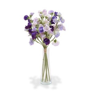 De Lathyrus behoort tot de familie van de vlinderplanten en is bekent in meerdere kleuren. Of de vlinders ook op de deze kunstzijden variant afkomen is nog maar de vraag