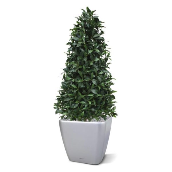 Kunstbomen Laurier Pyramide Deluxe 150 cm kunstplant 1
