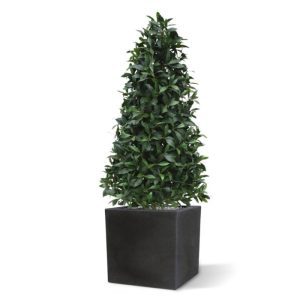 Exclusieve Laurier Pyramide van groot formaat op een echte houten stam. Zowel de blaadjes als de besjes zijn niet van echt te onderscheiden! Deze boom is zeer decoratief en wordt vaak gebruikt om de entree te versieren. De boom komt nog meer tot zijn recht indien deze geplaatst wordt in een hoge sierpot. De hoogte van de boom is ruim 150 cm. Standaard wordt deze boom in een plastic pot geleverd.