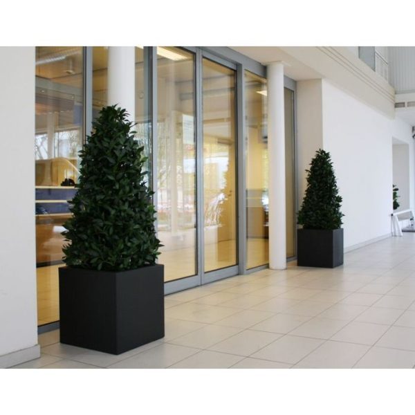 Laurier-Pyramide-Deluxe-150-cm-kunstplant-4 Laurier Pyramide Deluxe 150 cm kunstplant 4