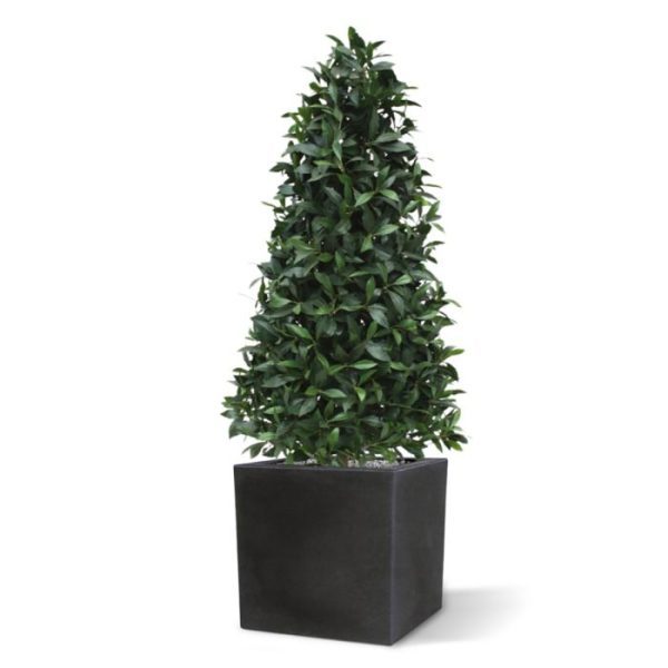 Laurier Pyramide Deluxe 150 cm kunstplant Exclusieve Laurier Pyramide van groot formaat op een echte houten stam. Zowel de blaadjes als de besjes zijn niet van echt te onderscheiden! Deze boom is zeer decoratief en wordt vaak gebruikt om de entree te versieren. De boom komt nog meer tot zijn recht indien deze geplaatst wordt in een hoge sierpot. De hoogte van de boom is ruim 150 cm. Standaard wordt deze boom in een plastic pot geleverd.