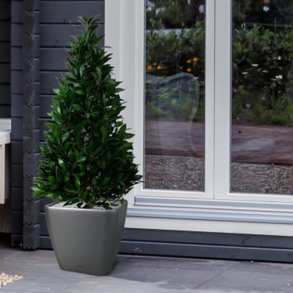 Laurier-Tower-115-cm-kunstplant-5 Laurier Tower 115 cm kunstplant 5