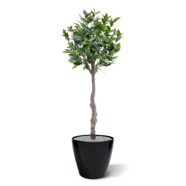 Laurier kunstboom op stam 120 cm Deze Laurier op stam van 120 cm is zeer decoratief en wordt vaak gebruikt om de entree te versieren. Heeft u een ruimte in huis of op kantoor waar u wat meer groen wilt neerzetten dan alleen een standaard formaat kamerplant? Dan is een 'kamerboom' zoals de Laurier wellicht iets voor u. Deze kunstboom heeft langwerpige