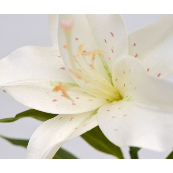 Kunstbloemen 1 grote knop en verschillende bladeren en laat zich makkelijk verwerken in boeketten. Een prachtige bloem met een zeer natuurgetrouwe uitstraling. De natuurlijk ogende steel bloem heeft een lengte van 58 cm en een breedte van ongeveer 20 cm en verkrijgbaar in creme en roze. Vanaf 12 stuks kunt u gebruik maken van de speciale voordeel prijs.