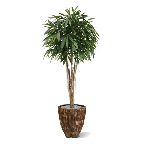 welke door en langs de stammen zijn gevlochten