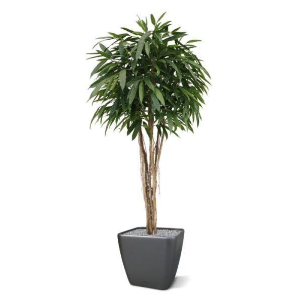 oogt de boom zeer natuurgetrouw. De Longifolia Ball kan in een hoge als ook in een lage sierpot geplaatst worden voor een optimale sfeer. De kunst Ficus is 175 cm hoog en wel 90 cm breed. Standaard wordt de kunstboom geleverd in een plastic pot.