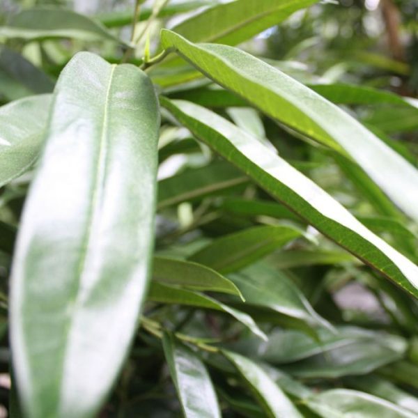 Longifolia Ball Deluxe 180 cm kunstboom 3