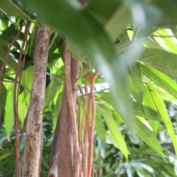 Longifolia Ball Deluxe 180 cm kunstboom 4