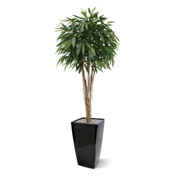 Deze Ficus Longifolia Ball Deluxe is met zijn lange puntige bladeren een aparte verschijning uit de ficus familie. Door zijn 6 echte houten stammen en nagebootste luchtwortels