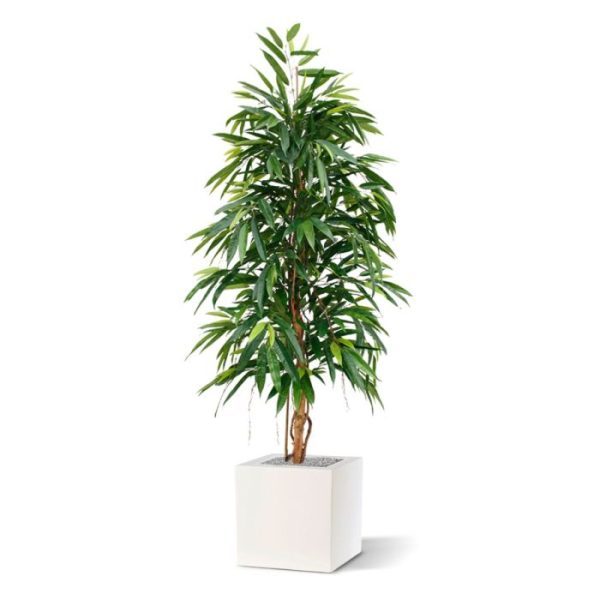 Groene kunstbomen oogt de boom zeer natuurgetrouw. De Longifolia Royal kan in een hoge als ook in een lage sierpot geplaatst worden voor een optimale sfeer.   De kunst Ficus is 175 cm hoog en ongeveer 70 cm breed. Standaard wordt de kunstboom geleverd in een plastic pot.