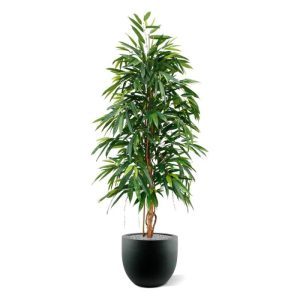 Deze nieuwe Ficus Longifolia Royal 175 cm kunstboom is met zijn lange puntige bladeren een aparte verschijning in de Ficus familie.  Door zijn echt houten stam