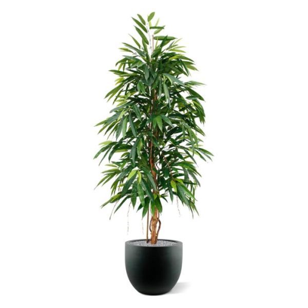 Longifolia Royal 175 cm kunstboom Deze nieuwe Ficus Longifolia Royal 175 cm kunstboom is met zijn lange puntige bladeren een aparte verschijning in de Ficus familie.  Door zijn echt houten stam