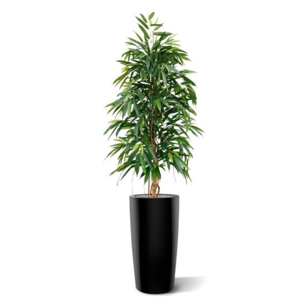 Longifolia-Royal-175-cm-kunstboom-9 Longifolia Royal 175 cm kunstboom 9