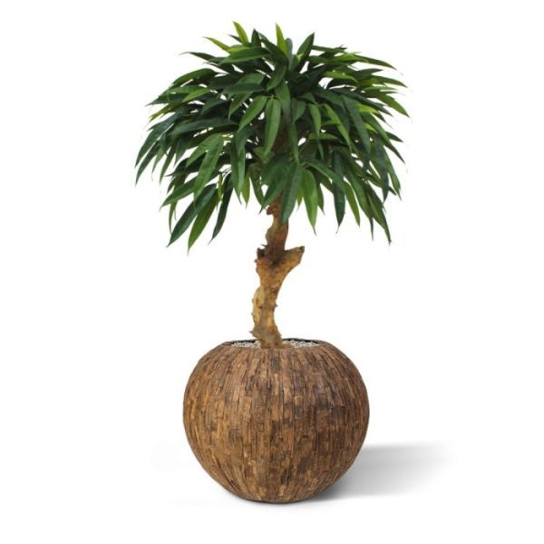 Groene kunstplanten oogt deze kunstplant zeer natuurgetrouw. De Longifolia Royal is door zijn vormgeving geschikt voor presentatie in zowel hoge