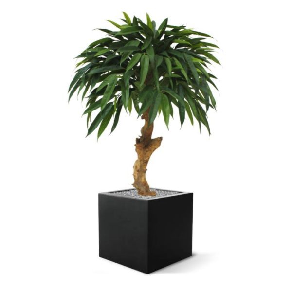 Longifolia-Royal-90-cm-kunstboom-op-stam-3 maar zeker ook lage sierpotten of in een mooie schaal.  De kunstzijden Longifolia is totaal ± 90 cm hoog en circa 65 cm breed. Standaard wordt de plant geleverd in een plastic pot.