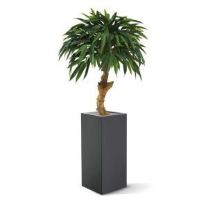 De Longifolia Royal op stam is met zijn lange puntige bladeren een aparte verschijning uit de ficus familie. Door zijn vorm wordt deze Longifolia kunstplant ook wel eens parapluplant genoemd.  Door zijn dikke robuuste houten stam