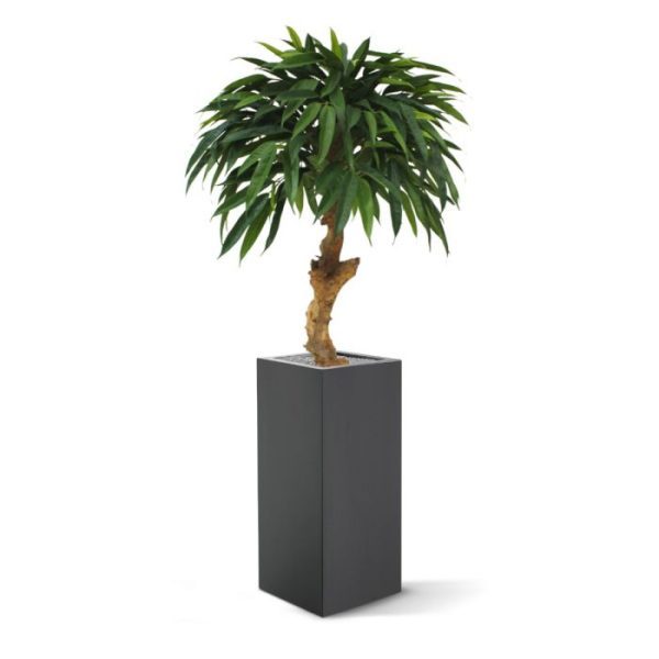 Longifolia Royal 90 cm kunstboom op stam De Longifolia Royal op stam is met zijn lange puntige bladeren een aparte verschijning uit de ficus familie. Door zijn vorm wordt deze Longifolia kunstplant ook wel eens parapluplant genoemd.  Door zijn dikke robuuste houten stam