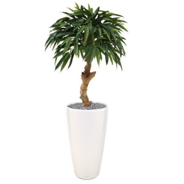 Longifolia-Royal-90-cm-kunstboom-op-stam-9 Longifolia Royal 90 cm kunstboom op stam 9