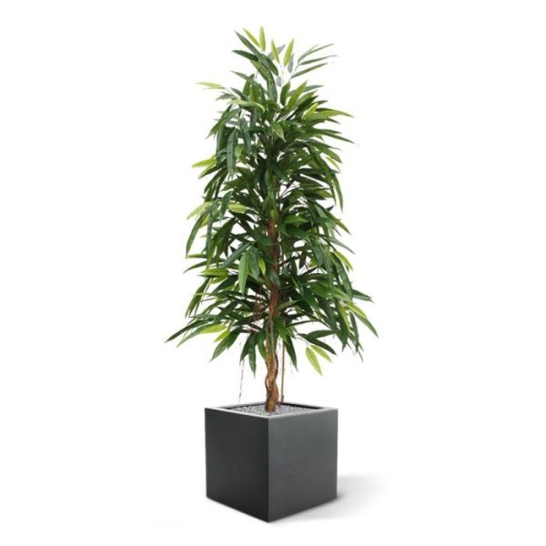 Groene kunstbomen oogt de boom zeer natuurgetrouw. De Longifolia Royal kan in een hoge als ook in een lage sierpot geplaatst worden voor een optimale sfeer. De kunst Ficus is 150 cm hoog en ongeveer 65 cm breed. Standaard wordt de kunstboom geleverd in een plastic pot.