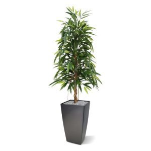 Deze nieuwe Ficus Longifolia Royal 150 cm kunstplant is met zijn lange puntige bladeren een aparte verschijning in de Ficus familie. Door zijn echt houten stam