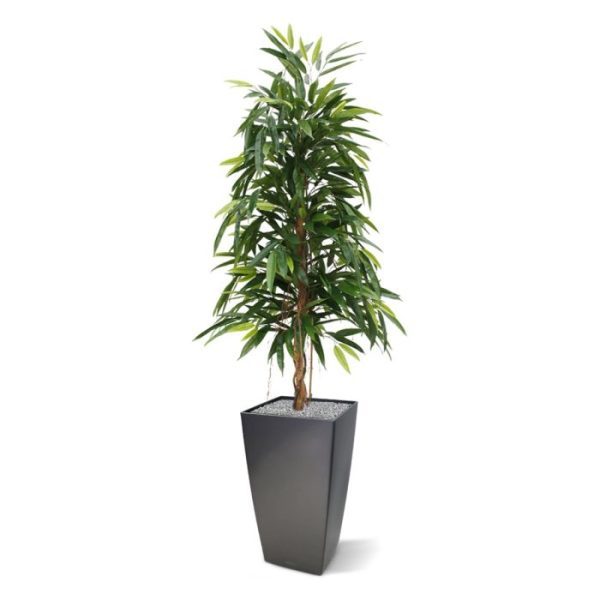 Longifolia Royal kunstboom 150 cm Deze nieuwe Ficus Longifolia Royal 150 cm kunstplant is met zijn lange puntige bladeren een aparte verschijning in de Ficus familie. Door zijn echt houten stam