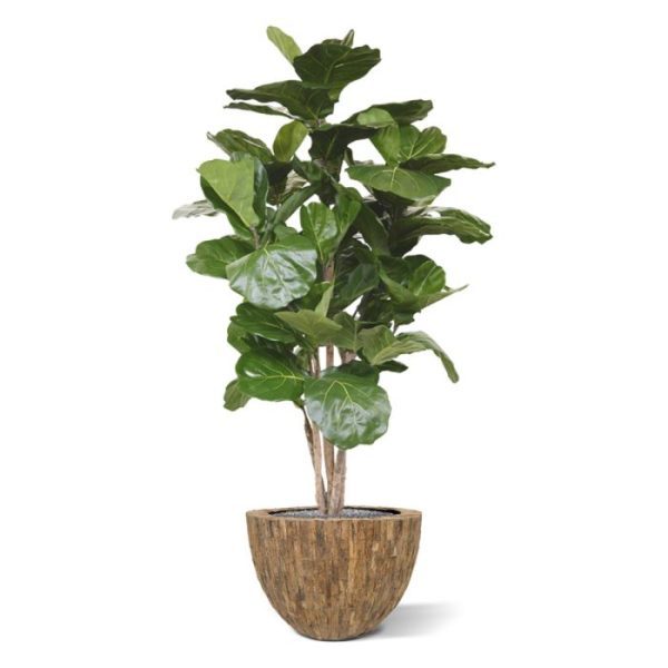 ook wel bekend als de Tabaksplant. Doordat de kunstzijden bladeren dicht op elkaar gemonteerd zijn op meerdere echt houten stammen