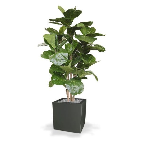 heeft deze kunstboom een prachtige uitstraling. De hoogte van de Lyrata is ongeveer 170 cm. De breedte bedraagt wel 100 cm. Zowel in hoge als lage sierpotten komt deze Lyrata prachtig tot zijn recht. De fris groene bladeren brengen bovendien sfeer bij u thuis of op kantoor! Standaard wordt de Lyrata Deluxe in een plastic binnenpot geleverd zodat deze eenvoudig in een sierpot geplaatst kan worden.