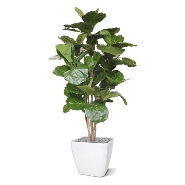 Lyrata Deluxe kunstboom 170 cm 3