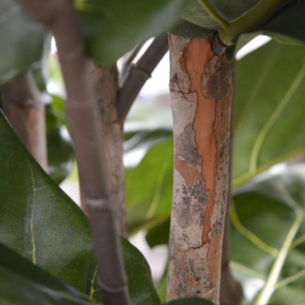 Lyrata Deluxe kunstboom 170 cm 5