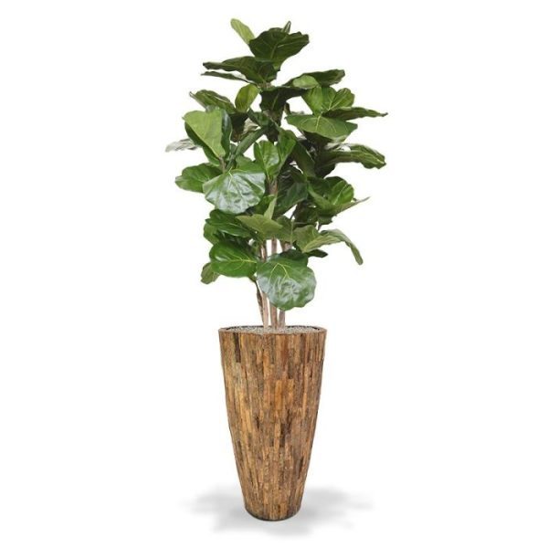 De Lyrata Deluxe kunstboom 170 cm is een schitterende groot bladerige plant