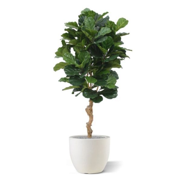 Kunstbomen groot bladerige bladplant met een hoogte van zo'n 155 cm. Doordat de Lyrata kunstboom heel goed gevuld is meet de plant een diameter van ± 80 cm. De natuurgetrouwe Lyrata is bijzonder geschikt voor decoratie van hoogwaardige ruimtes