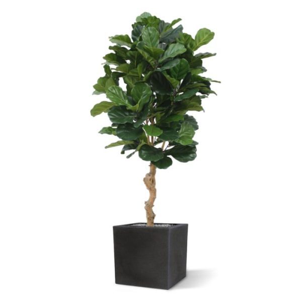 Groene kunstbomen met name op hoge strak vormgegeven sierpotten. De fris groene bladeren brengen bovendien sfeer in uw interieur! Standaard wordt de kunst Lyrata Deluxe in een plastic binnenpot geleverd zodat deze eenvoudig in een sierpot geplaatst kan worden.