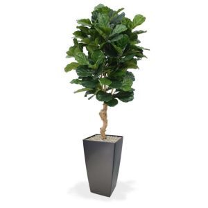 De Lyrata Deluxe is een schitterende