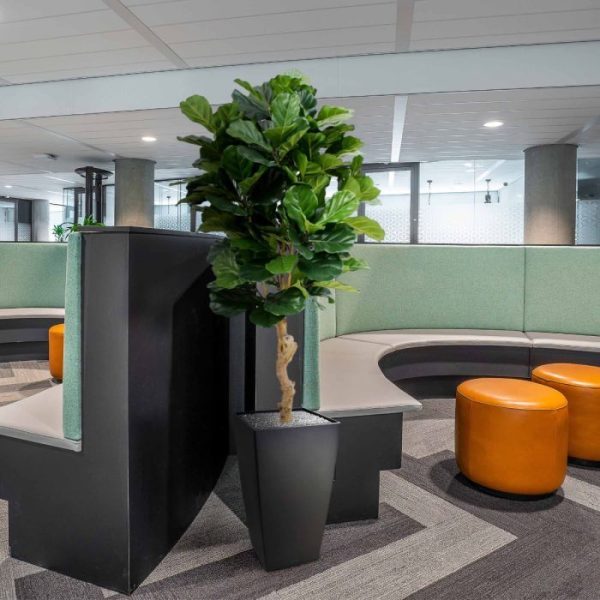 Lyrata-Deluxe-kunstplant-155-cm-5 Lyrata Deluxe kunstplant 155 cm 5