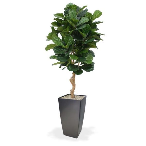 Lyrata Deluxe kunstplant 155 cm De Lyrata Deluxe is een schitterende