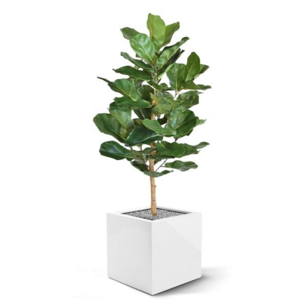 ook wel tabaksplant of vioolbladplant genoemd