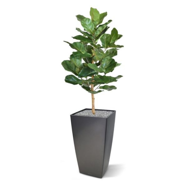 Iets bijzonders in huis halen met een propvol uiterlijk en grote bladeren die als een dek boven u uitsteken? Deze fijne Ficus Lyrata lukt het in een handomdraai! Geniet van deze prachtige grootbladerige plant met groen glanzende bladeren die haast leer lijken. Wat een lust voor het oog