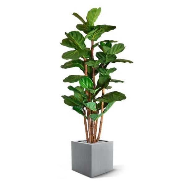 Lyrata deluxe kunstboom 165 cm 2