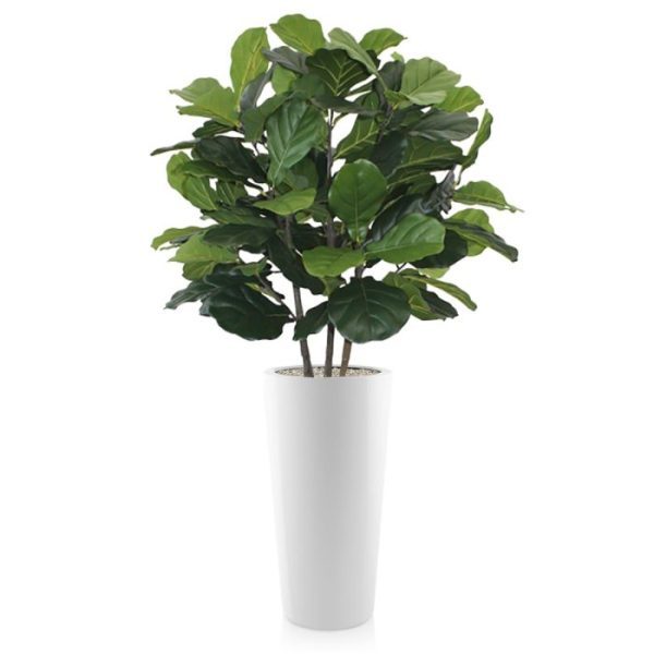 is een schitterende grootbladerige bladplant met een hoogte van zo'n 95 cm. Doordat de Lyrata heel goed gevuld is meet de plant een diameter van ±70 cm.   De Lyrata is bijzonder geschikt voor decoratie van hoogwaardige ruimtes