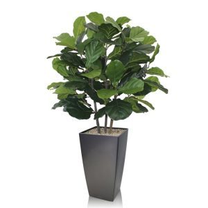 De Lyrata Deluxe