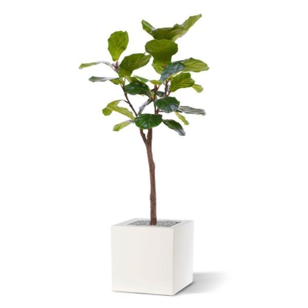 lichtgroene nerven. Door de fijne prijs-kwaliteitverhouding vliegt deze Lyrata de winkel uit. Hij is ongeveer 120 cm hoog en zo'n 85 cm breed. Dit exemplaar past qua afmeting mooi in een hoek van de kamer en doet het ook goed als kantoorplant. Standaard wordt de Lyrata in een plastic binnenpot geleverd