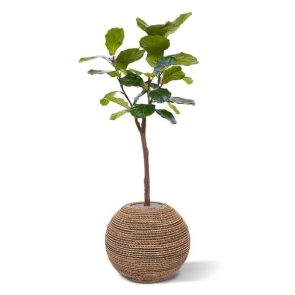 De Lyrata kunstboom 120 cm behoort al jaren tot een van de meest populaire kamerplanten die er zijn. Deze groot bladerige plant wordt ook wel 'vioolbladplant' of 'tabaksplant' genoemd en behoort tot de Ficus familie. De bladeren hebben verschillende groentinten