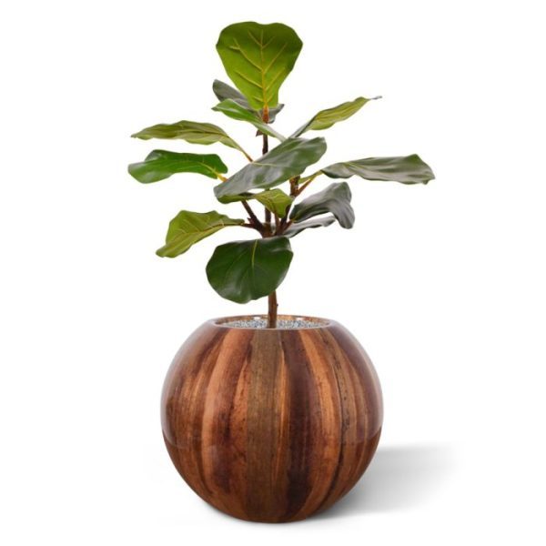 zien er leerachtig en glanzend uit en hebben frisse