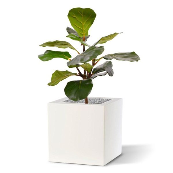 lichtgroene nerven. Door de fijne prijs-kwaliteitverhouding vliegt deze Lyrata de winkel uit. Hij is ongeveer 60 cm hoog en zo'n 45 cm breed. Dit exemplaar past qua afmeting mooi in een brede vensterbank of in een hoek van de kamer. Standaard wordt de Lyrata in een plastic binnenpot geleverd van 12 cm hoog en 15 cm diameter