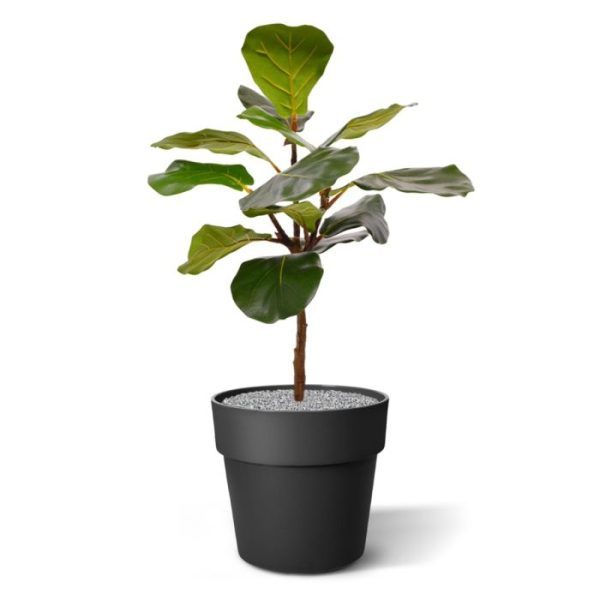 De Lyrata kunstplant 60 cm behoort al jaren tot een van de meest populaire kamerplanten die er zijn. Deze groot bladerige plant wordt ook wel 'vioolbladplant' of 'tabaksplant' genoemd en behoort tot de Ficus familie. De bladeren hebben verschillende groentinten